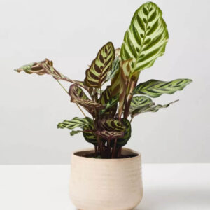 Terrarium Cheese Planted