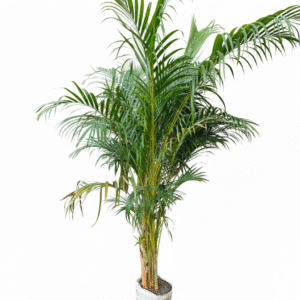 Areca palm - Indoor plant - Air purifier plant